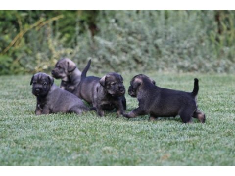 Fcı secereli schnauzer yavruları