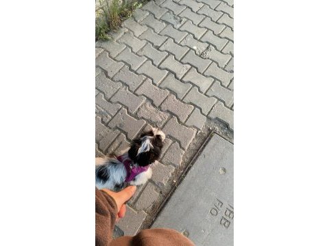 Maltipoo dişi 3 aylık