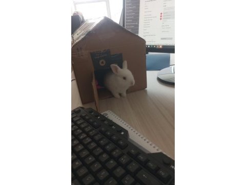 Minik tavşan sahiplendirilecektir