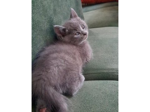 British shorthair bebekler