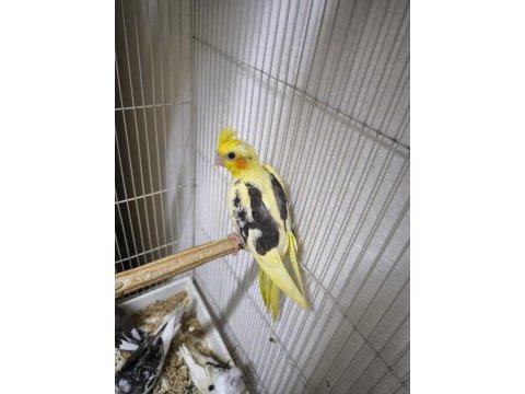 Sultan yavruları 2 aylik lutino grey wf heavy pied