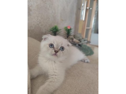 Scottish fold güzelliğim