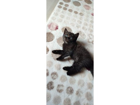 Uygun fiyatla british shorthair