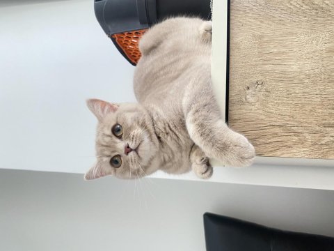 Ücretsiz sahiplendirme british shorthair