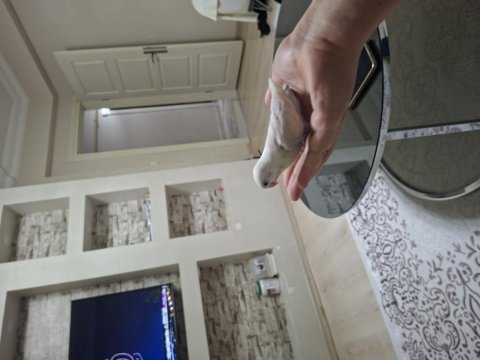 Bebek cennet papağanı