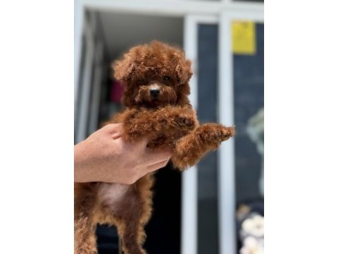 Petmode köpek çiftliğinden redbrown toy poodle