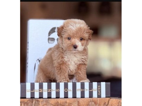 0 numara maltipoo yavrularımız