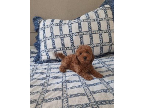 Dost canlısı bicirik poodle