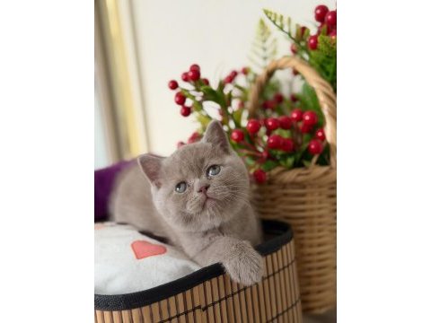 British en özel tonu lilac