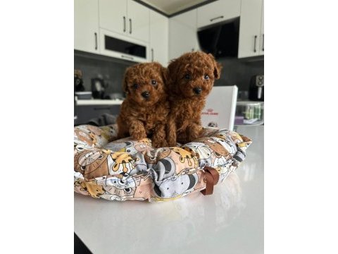 A kalite sevimli ve oyuncu poodle yavrularım