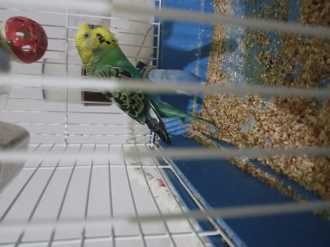 Damızlık muhabbet kuşu 1 yaşında