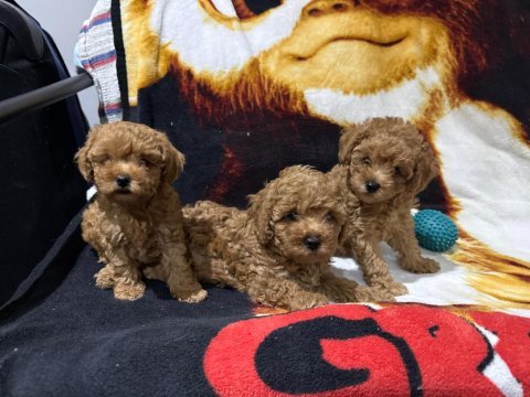 Toy poodle yavruları