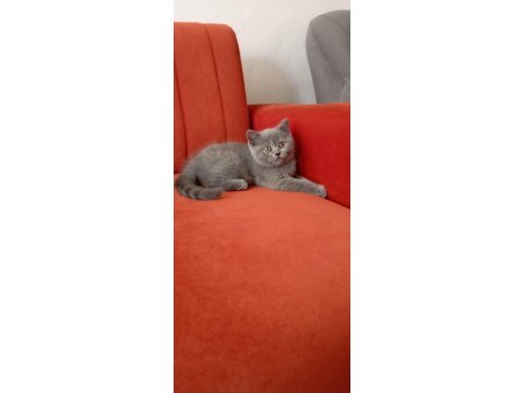 British shorthair mersin
