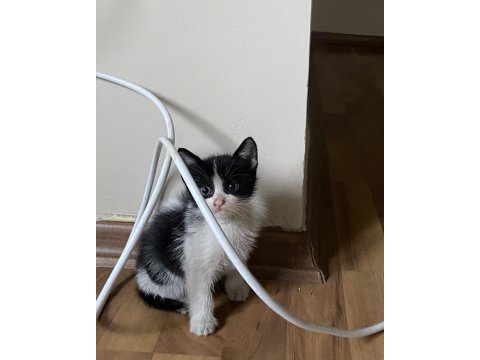 Oyun delisi minik tombik bebek kedimiz