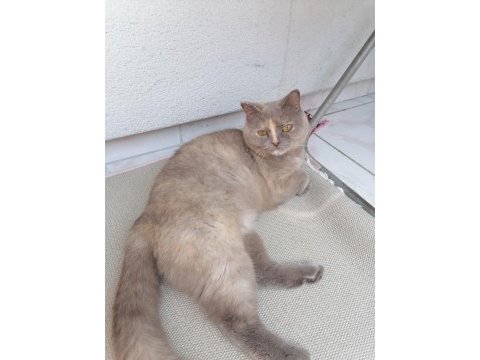 Ücretsiz sahiplendirme british shorthair kedimiz