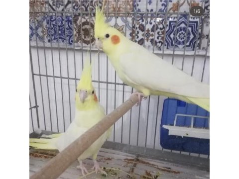 Bebek sultan papağanları