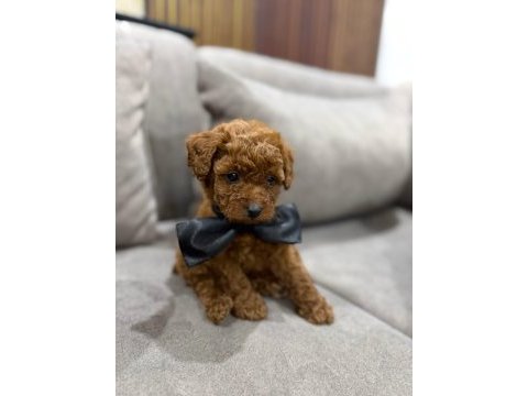 A kalite toy poodle 