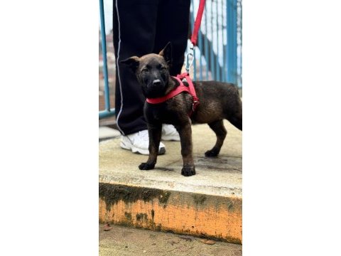 Saf kan malinois yavrular