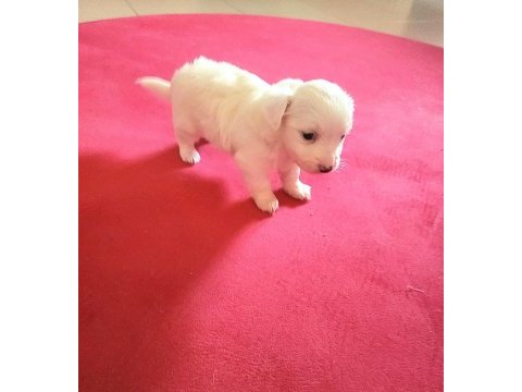 60 günlük orjinal maltese terrier yavrular