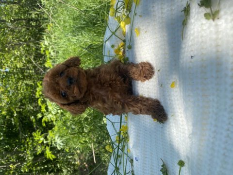 Bebek gibi toy poodle