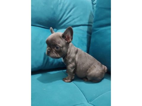 Müthiş kalite french bulldog bebekler
