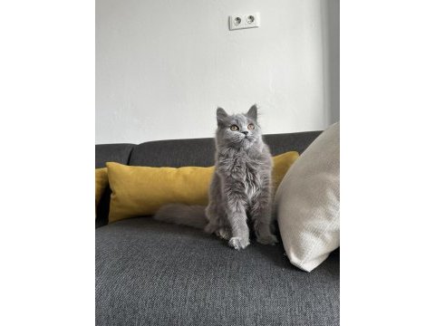 6 aylık gri british shorthair yavru