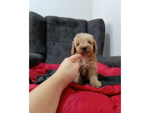 Maltipoo yavrular