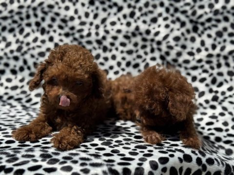 Petmode köpek çiftliğinden tea cup kore poodle