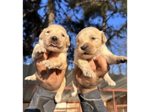En iyi golden retriever dostuna kavuş