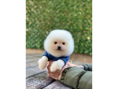 Pomeranian boo beyaz erkek 2 aylık