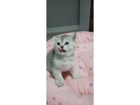 Güzel british shorthair kızlarımıza yeni sahibini arıyoruz