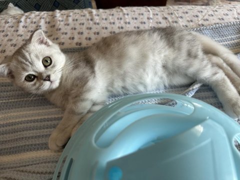 Fold iki oğlan scottish fold