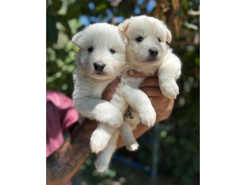 Yavrularımız ömür boyu ırk garantili samoyedler