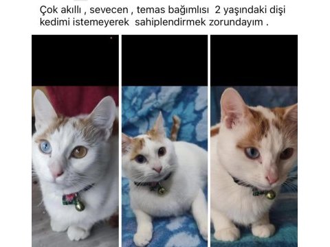 Çok akıllı sevecen temas bağımlısı dişi van kedisi