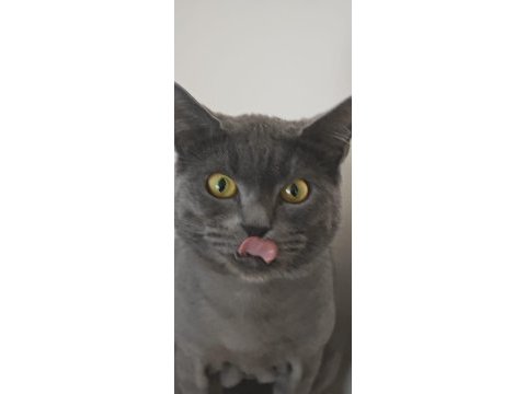 Kedi cinsiyet british