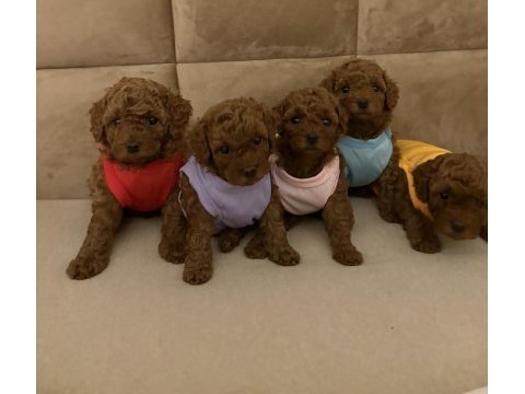 Aşılı wc eğitimli 0 numara poodle yavrular