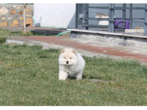 Chow chow köpeği yavruları