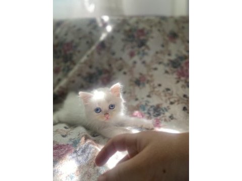 5 tane kendi kedilerimizin bebekleri sahiplendirilecektir