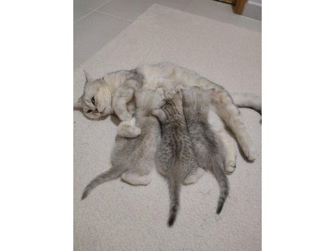 British shorthair yavrularımız