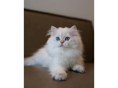 British longhair colorpoint