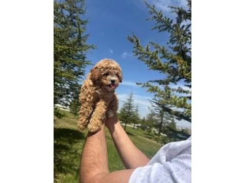 Yüksek kalite dişi maltipoo bebeğimiz