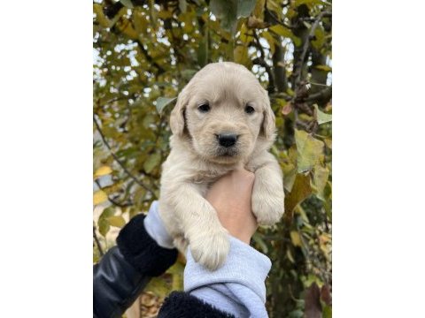 Bebek yüzlü golden retriever yavrular