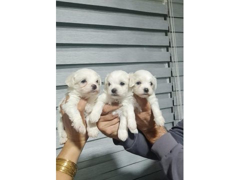 0 numara maltese terrier minnaklarım