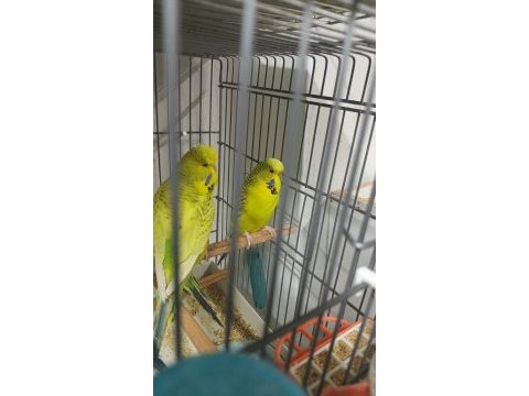 Jumbo muhabbet kuşu yavrular