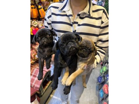 Aron güvencesi ile yurt dışı girişli safkan pug