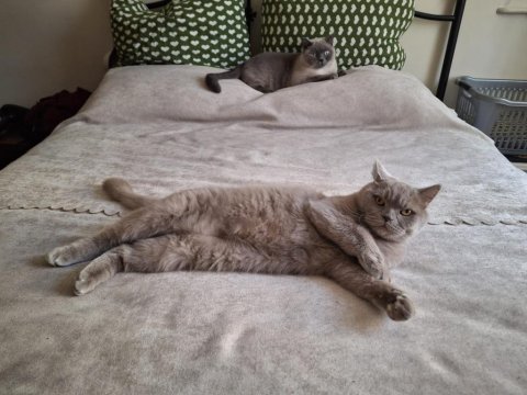 British shorthair 5 yaşında erkek ankara