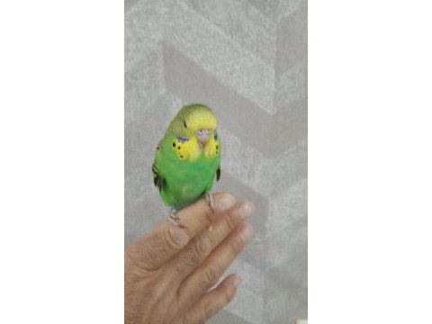 Yavru kuşlarım