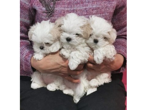 Küt burun kar beyaz tüy dökmez koku yapmaz maltese bebekler