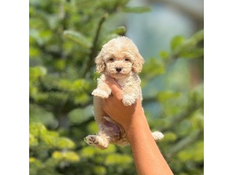 Maltipoo bebek köpekleri