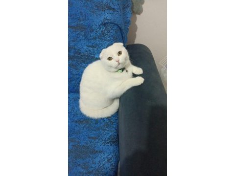 Pofik scottish fold kızım kayboldu